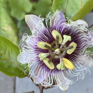 Passionate Pursuit: How to Grow a Purple Passion Plant