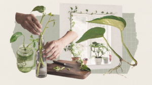 Pothos Propagation: A Step-By-Step Guide