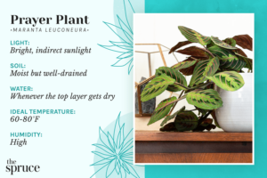 Prayer Plant Care: A Guide to Maranta Plant Care