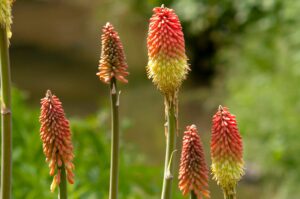 Red Hot: 28 Best Red Flowers for Gardens