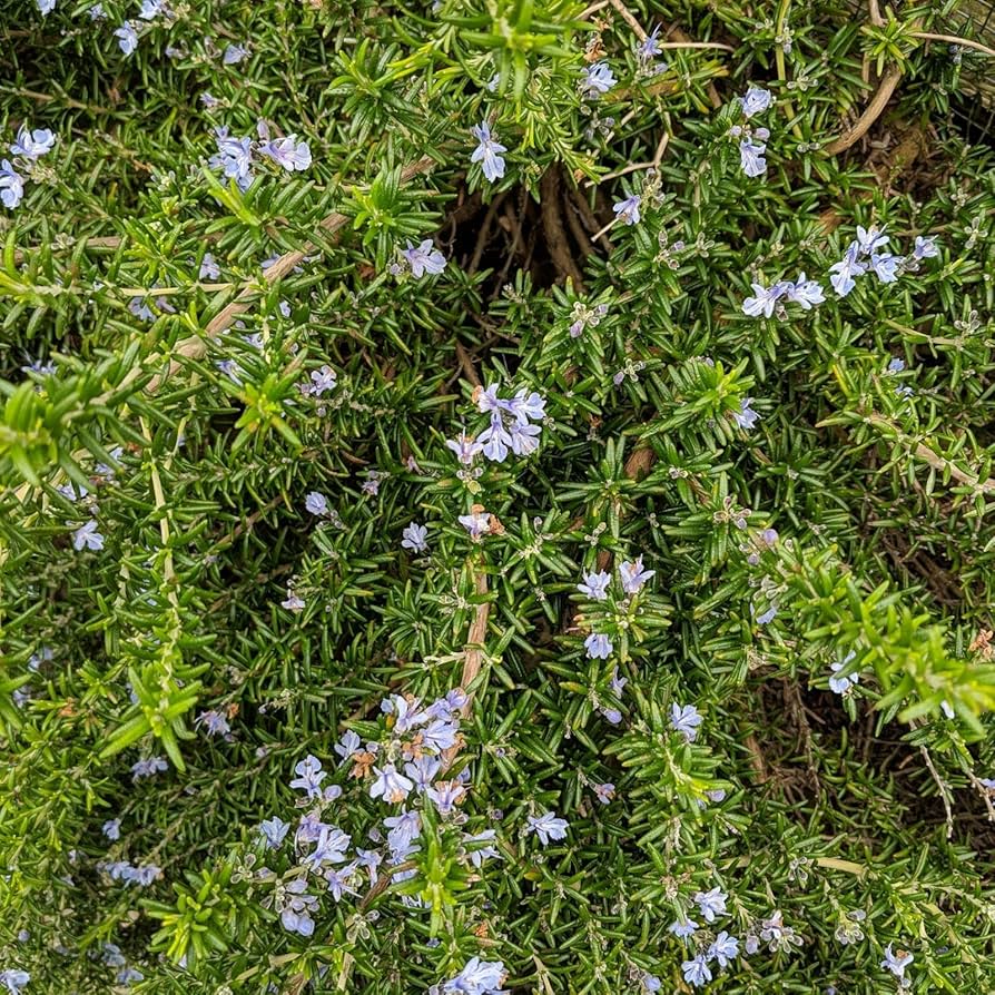 Russian Sage: A Versatile And Aromatic Herb