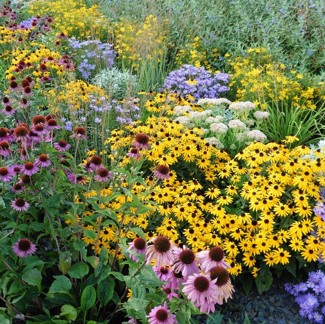 sunny side up: 26 best full sun perennials