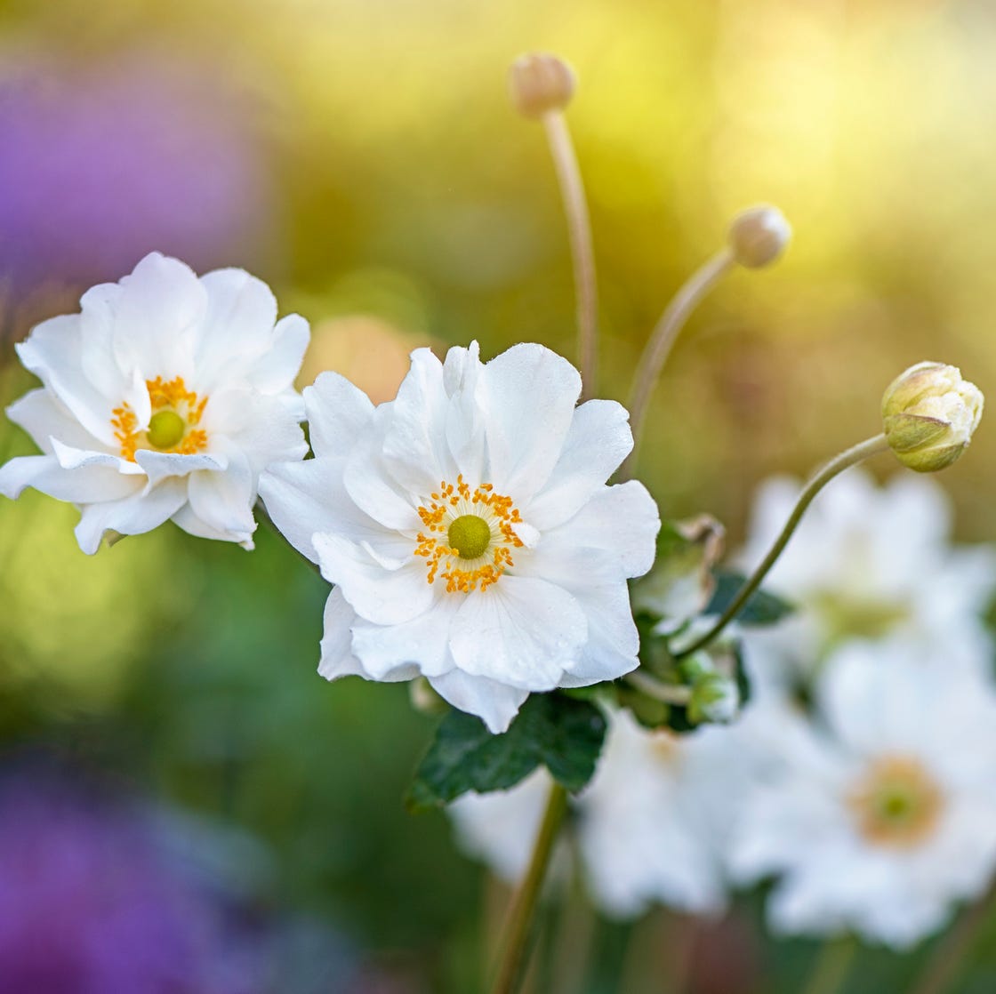 White Beauty: 55 Breathtaking White Flowers for Your Garden