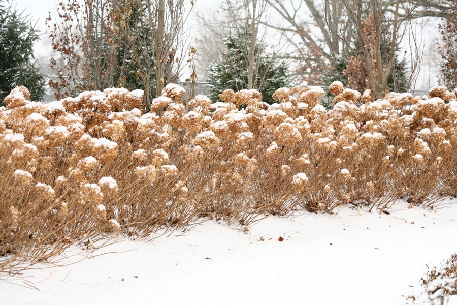 Winter Care: Protecting Your Hostas During the Cold Months