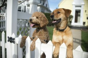 Two dogs looking out from garden fence