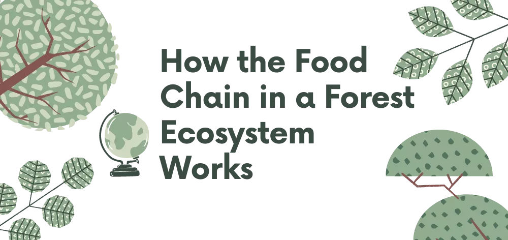 Food Chain in a Forest Ecosystem