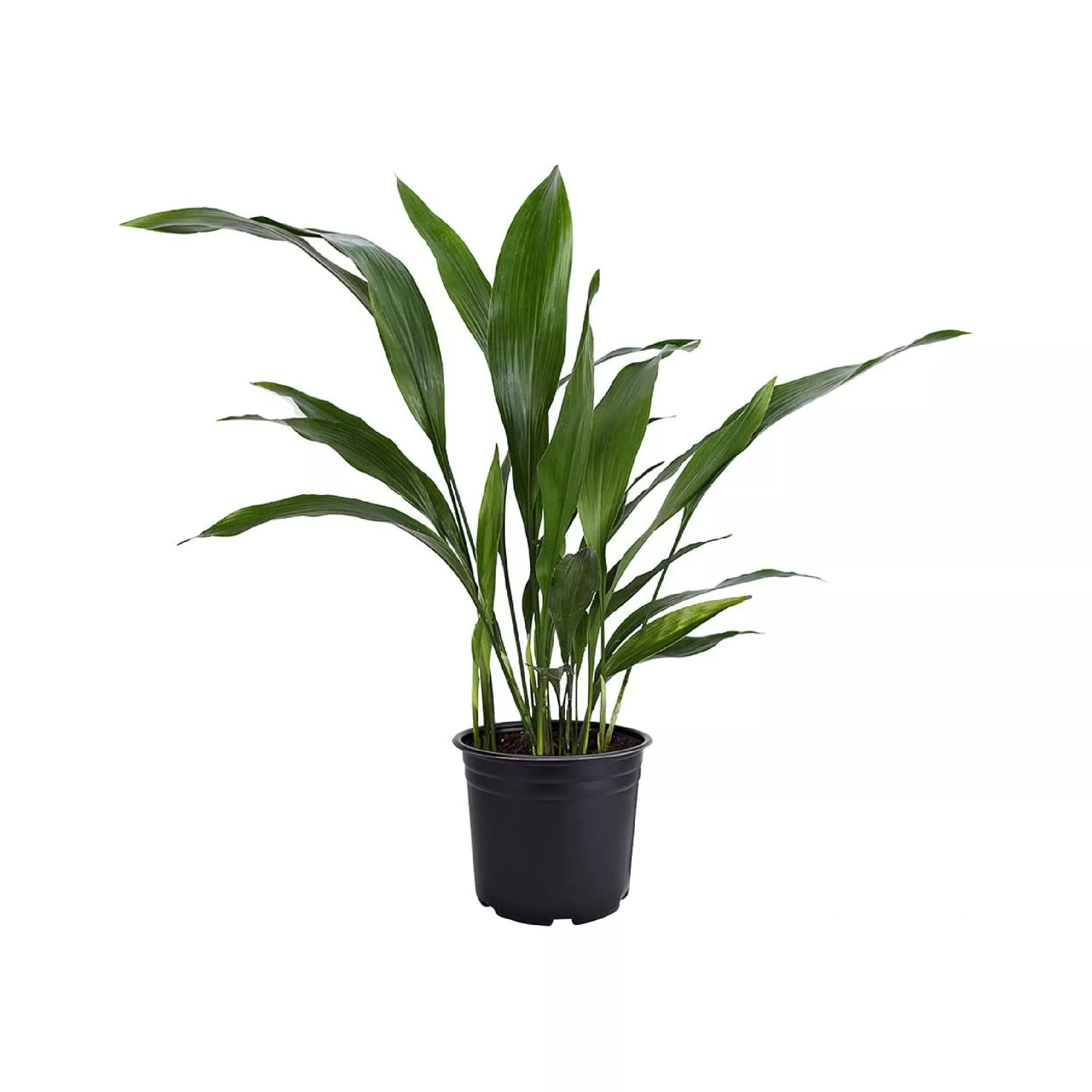 Cast-Iron Charm: Growing And Caring for the Cast-Iron Plant