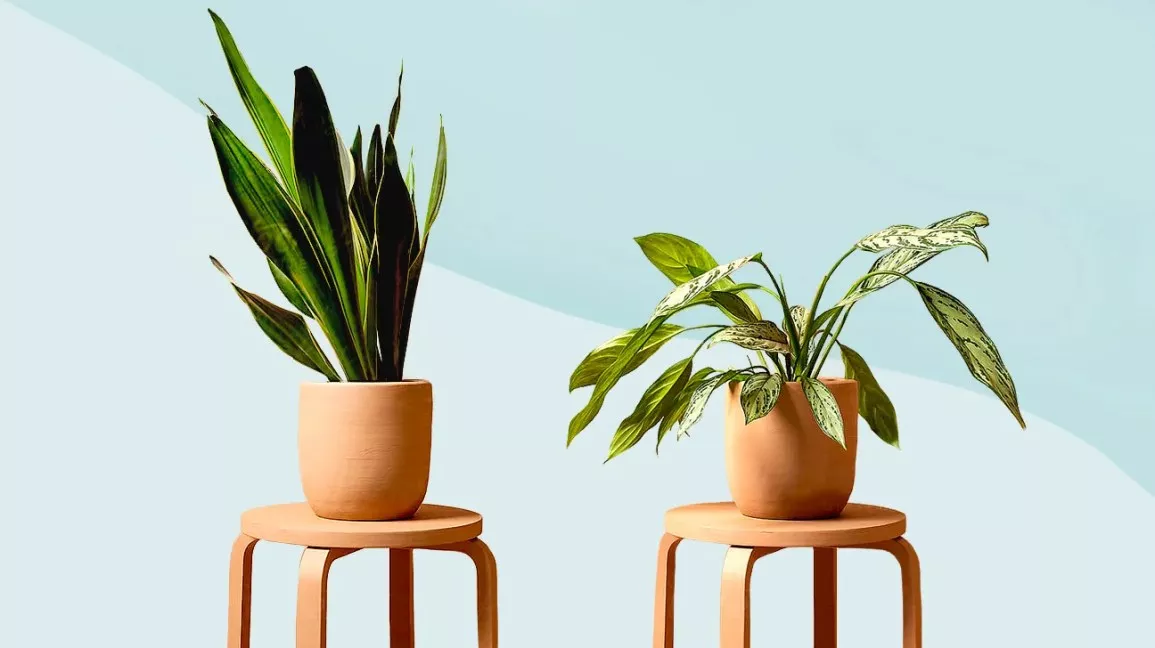 Zz Plant Zen: Expert Care Tips for This Low-Maintenance Houseplant