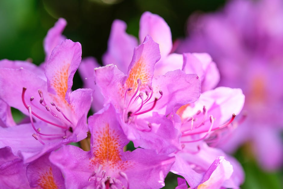 image depicting various diseases and pests that afflict azalea plants