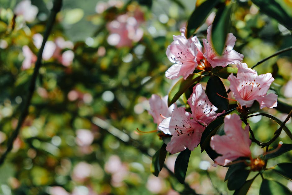 azalea trees bushes