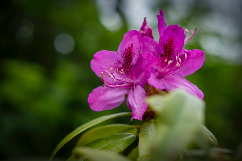 a photo of azaleas in full bloom, showcasing their vibrant colors and beauty